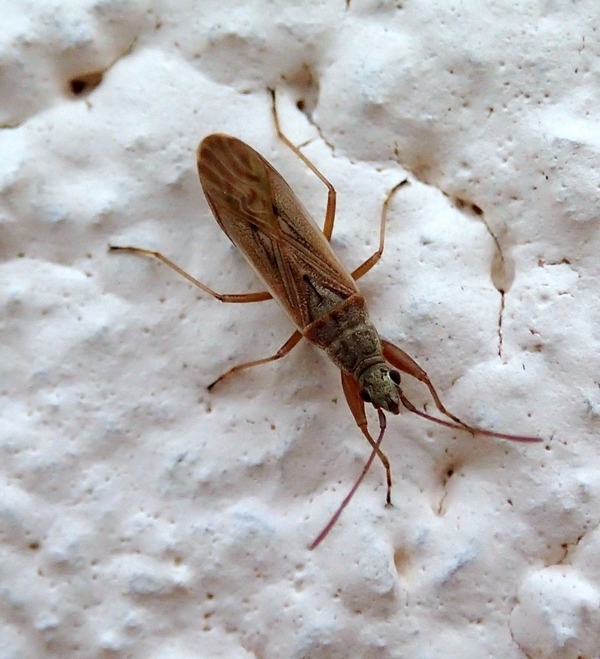 Lygaeidae: Paromius gracilis del Veneto (TV)